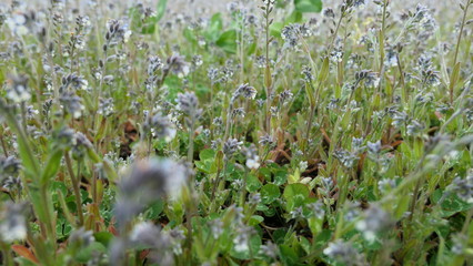field of grass and flowers