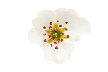 pear flower isolated