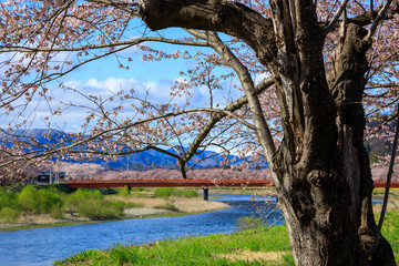 角館　桜並木　桜のトンネル