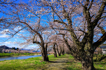 角館　桜並木　桜のトンネル