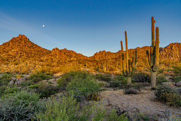 A Sonoran desert landscape in the morning