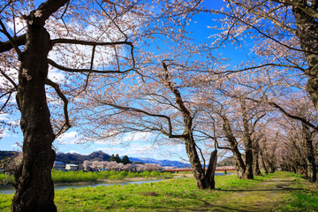 Fototapeta premium 角館 桜並木 桜のトンネル