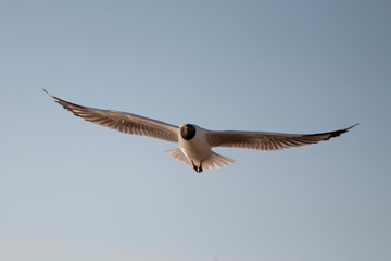 Bird, Flying beautiful stunts in the blue sky