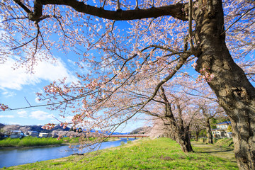 角館　桜並木　桜のトンネル