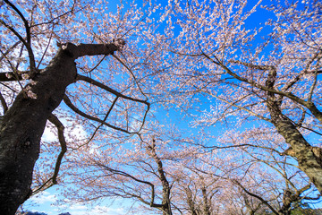 桜　満開　青空
