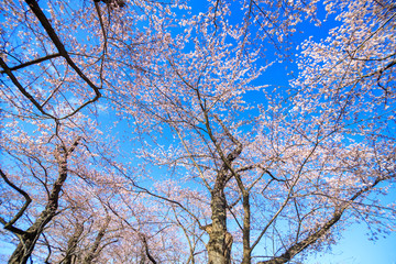 Obraz premium 桜 満開 青空