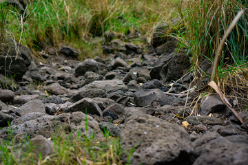 Fototapeta na wymiar Rocks on walking path in wild forest
