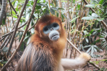 Golden Snub Nosed Monkey Close up