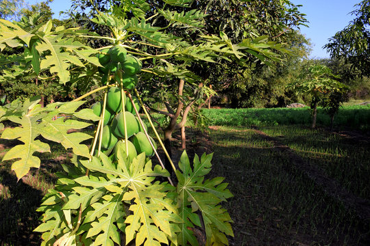 Papaya tree and bunch of fruits. Green papaya fruit on the tree. sunshine in the fields.