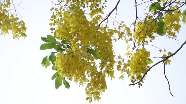 Footage B Roll Slow motion of nature wind blowing in Cassia fistula. Golden Shower Tree. beautiful yellow flower on white background.