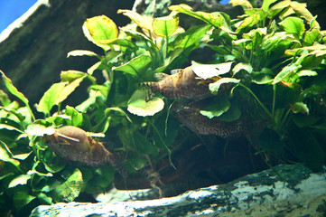 上下逆で水草の中に隠れる不思議なサカサナマズ達（日本の東京池袋サンシャイン水族館）