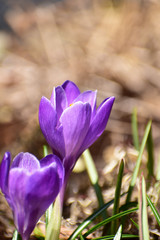 Fototapeta premium 朝の庭のクロッカス