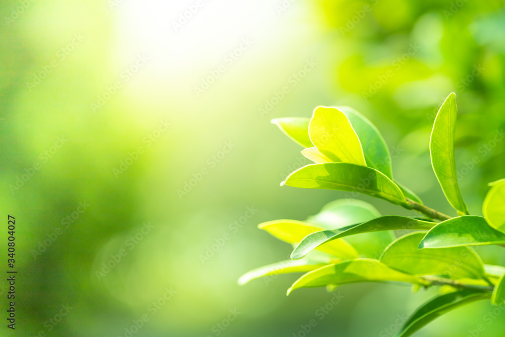 Poster leaves close up nature view of green leaf on blurred greenery background in garden use as background