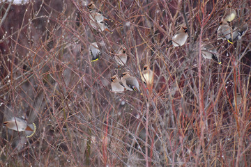 細枝に密集するレンジャク