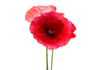 poppy flower isolated