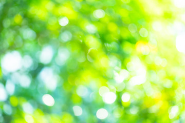 Fototapeta premium Abstract background Natural green bokeh
