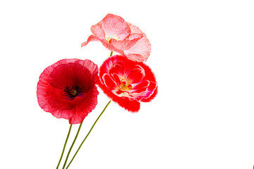 poppy flower isolated