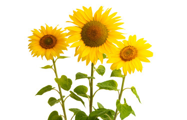 sunflower flower isolated