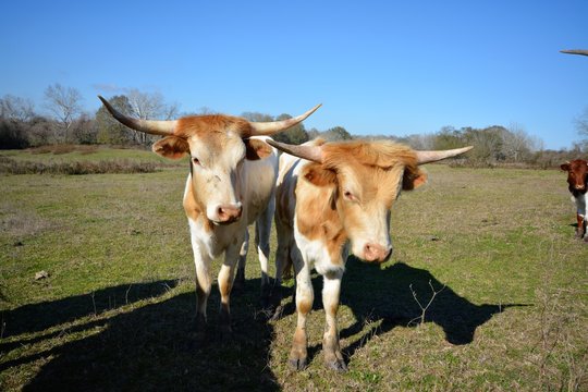 Gorgeous bulls in the country