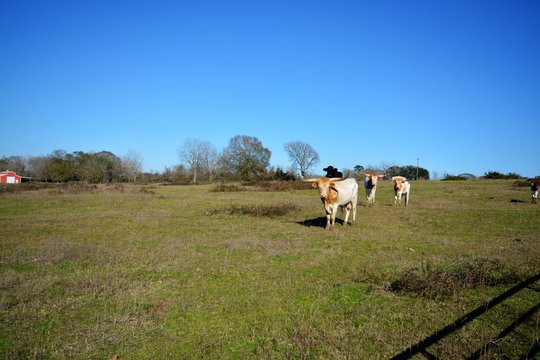 Gorgeous bulls in the country