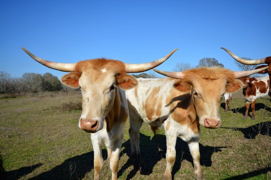 Gorgeous bulls in the country