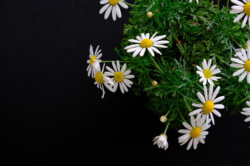 white margaret flower in black background