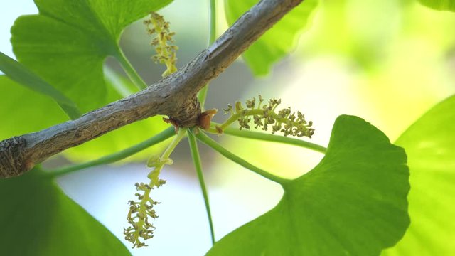 Tokyo,Japan-April 19, 2020: Male flower or Staminate flower of gingko tree under blue sky in spring
