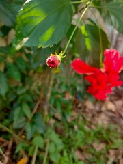 Obraz na płótnie Canvas Red flowers