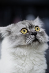 Gray cat with yellow eyes sitting and looking at the camera Separated from blurred backgrounds