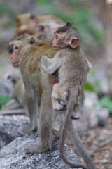 
The monkey is resting in the evening