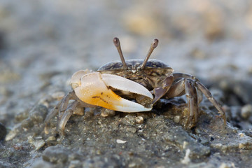 
Crabs find food by the sea