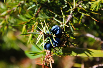 Blue Juniper berries on a tree