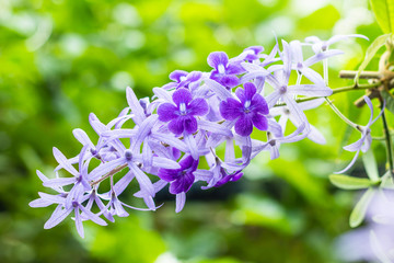 Beautiful purple wreath vine (Petrea Volubilis) or queen's wreath vine flower on blurred background