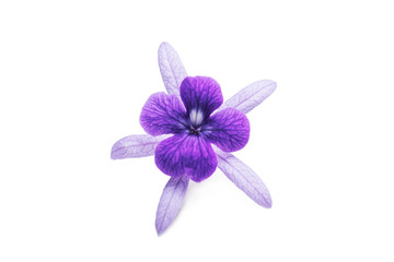 Fototapeta premium Beautiful Single flower Close up of purple wreath vine (Petrea Volubilis) or queen's wreath vine flower Isolated on white background