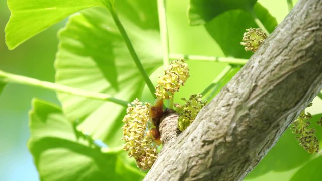 Tokyo,Japan-April 19, 2020: Male flower or Staminate flower of gingko tree under blue sky in spring
