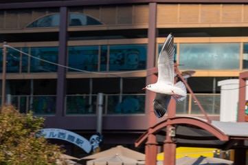 街中を飛ぶカモメ