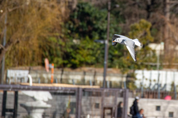 空飛ぶカモメ