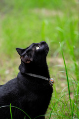 black cat on grass