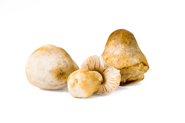 Straw mushrooms isolated on white background ..