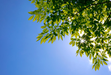 파란 하늘과 나무