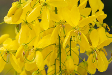 Obraz premium Multiply yellow flowers, summer, Thailand