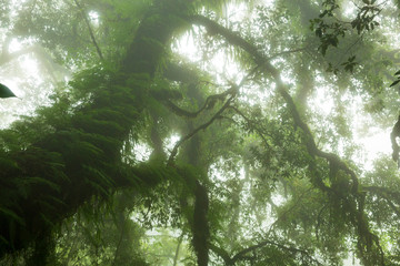 Fototapeta premium Ecological systems of wetland, swamp and primeval forests with fern moss and orchids