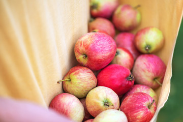 Apples. Farmer picking ripe organic apples  apples in the hem of a t-shirt in garden or on farm. The harvest in the fall