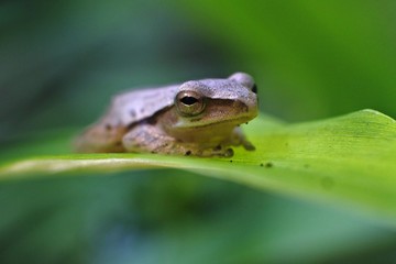 frog is an insect-eating amphibian that lives in fresh water or on land. features a slippery frog, brownish, longer hind legs, good at jumping and swimming