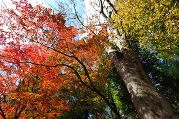 Obraz premium 紅葉