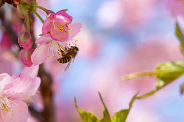 Fototapeta na wymiar 桜とハチ