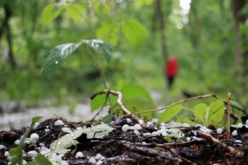 Hail in the mountain forest