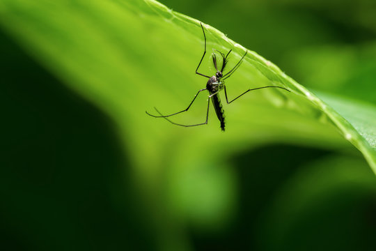 Aedes aegypti Mosquito. Close up a Mosquito on leaf