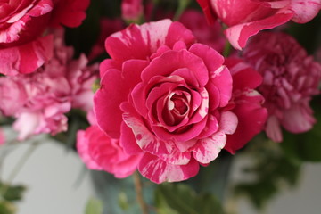 アートクリーローズ