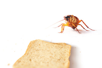 cockroach on sliced bread on white background